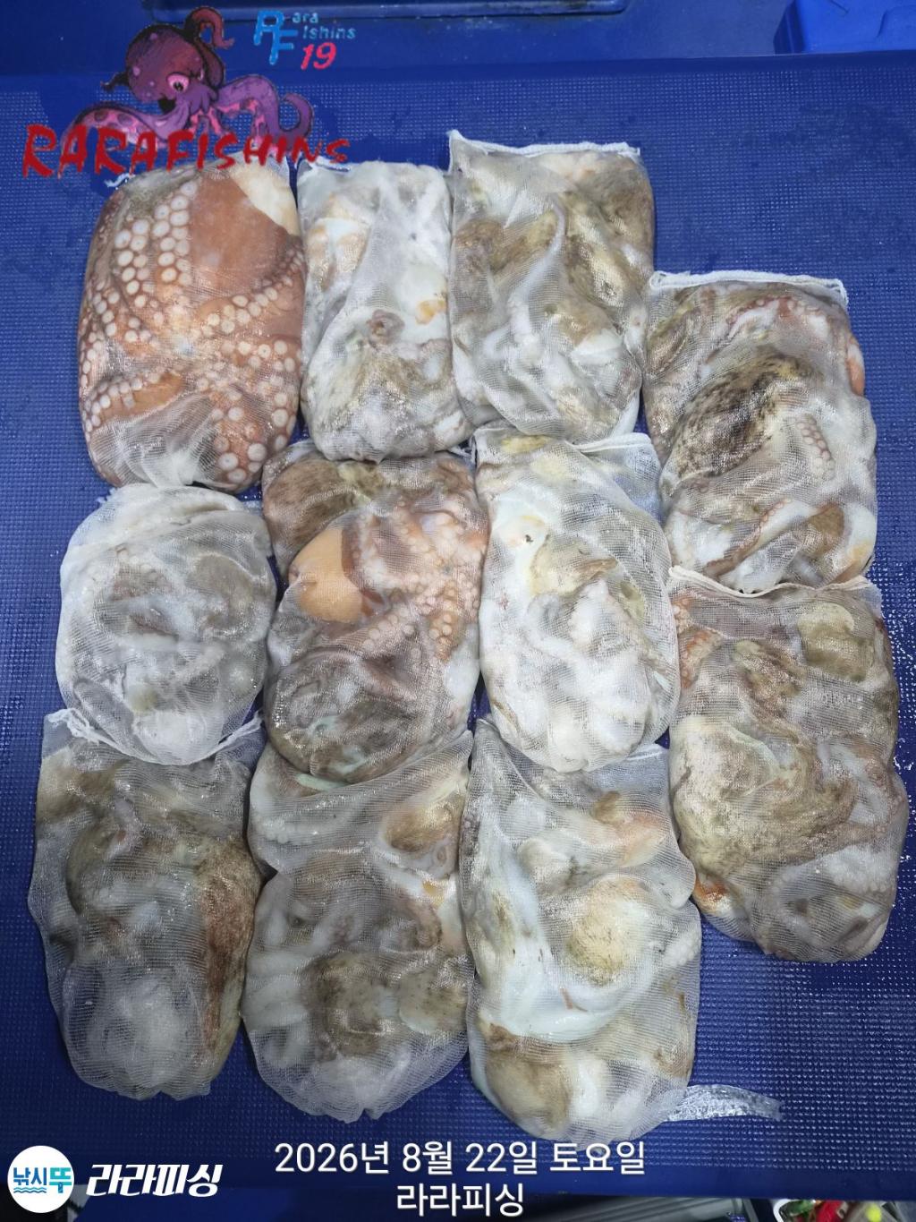 낚시뚜,돌문어,속천항(진해),라라피싱,낚시뚜1