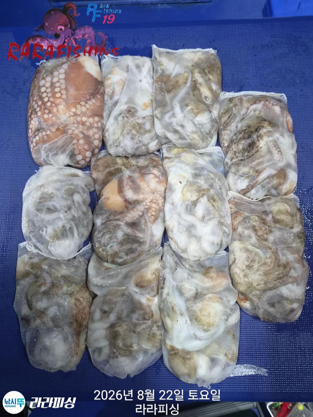 낚시뚜,돌문어,속천항(진해),라라피싱,낚시뚜0