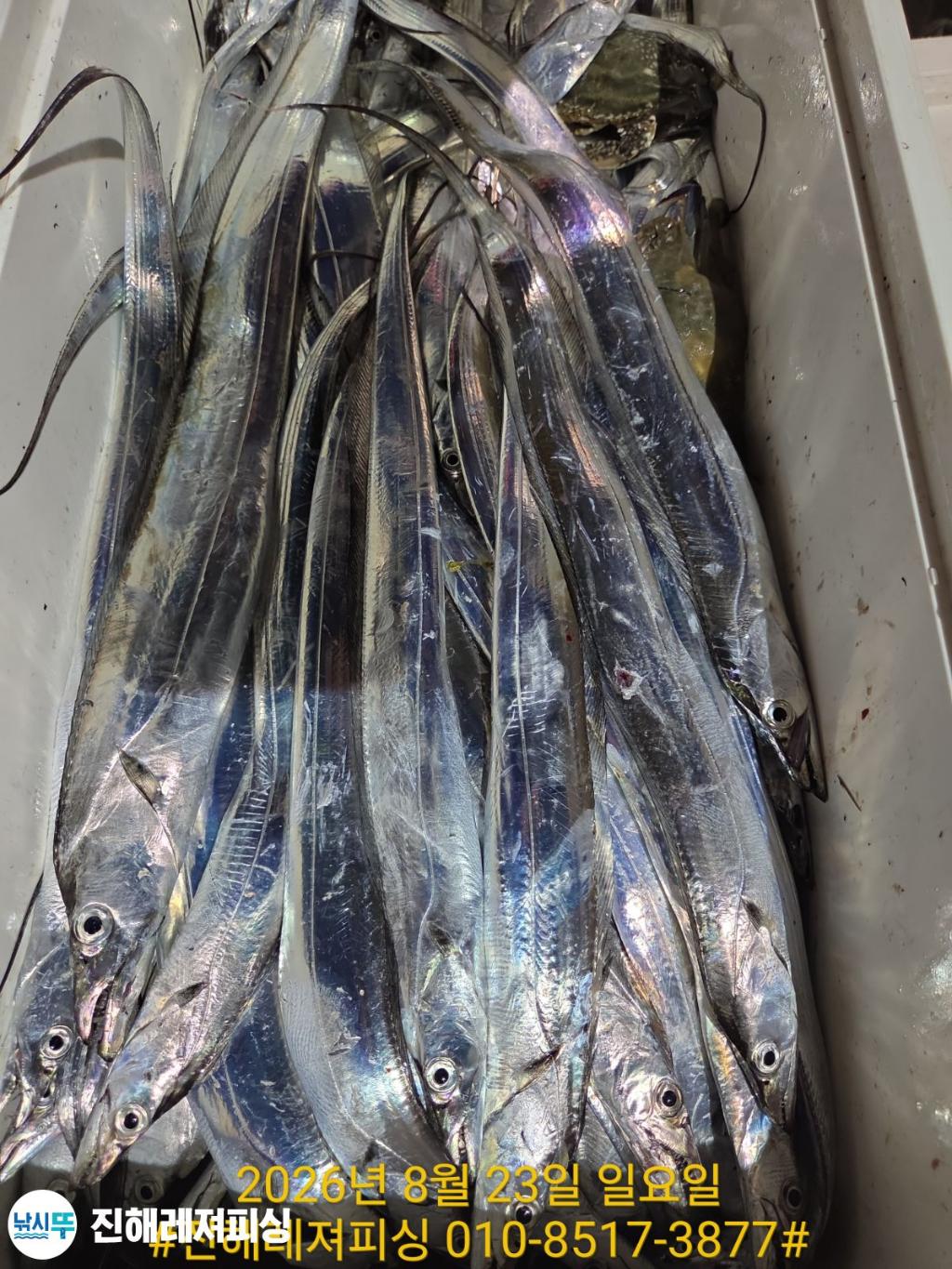 낚시뚜,갈치,진해1부두항,진해레져피싱,낚시뚜24