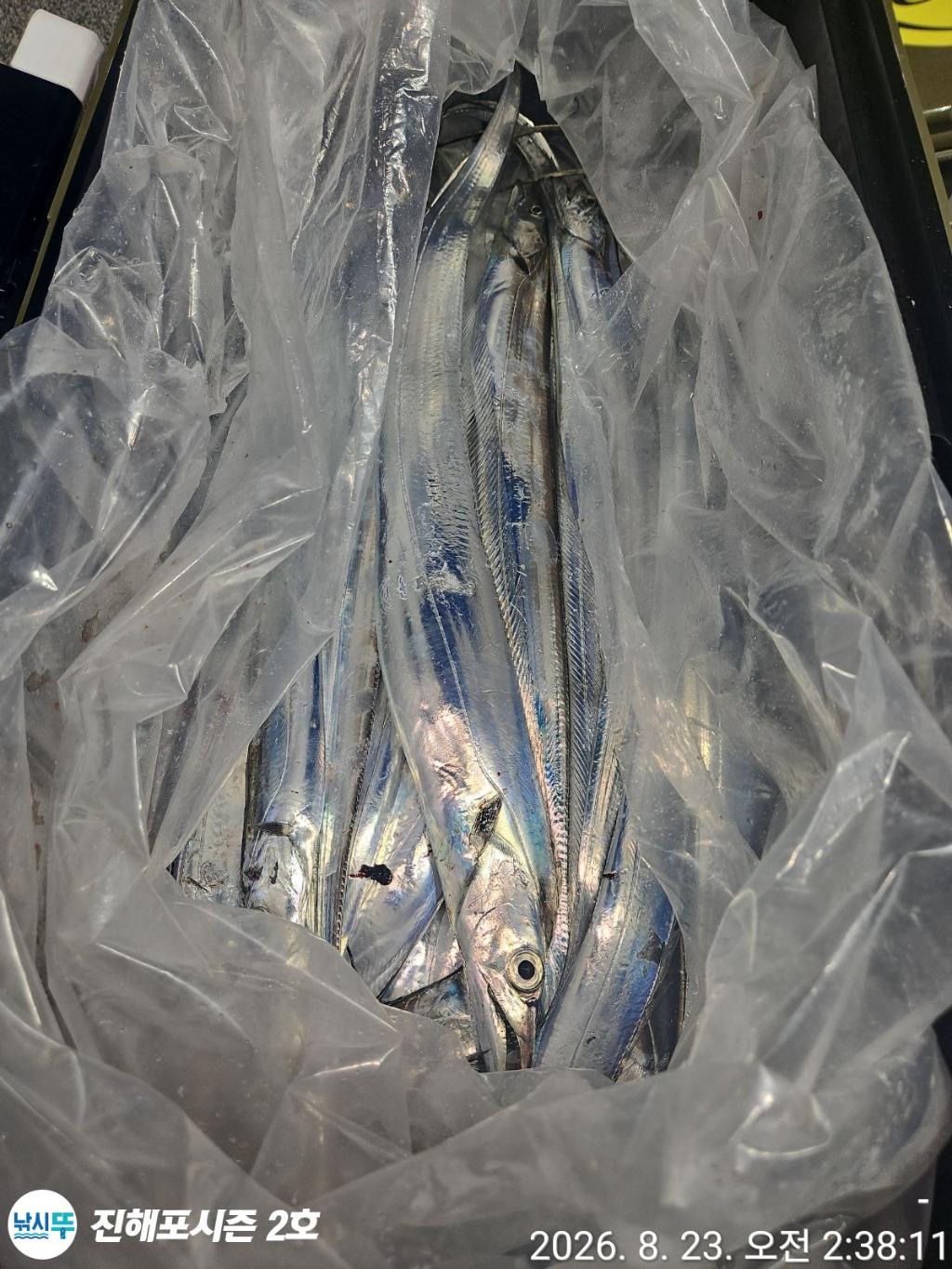 낚시뚜,갈치,진해행암항,진해포시즌 2호,낚시뚜14
