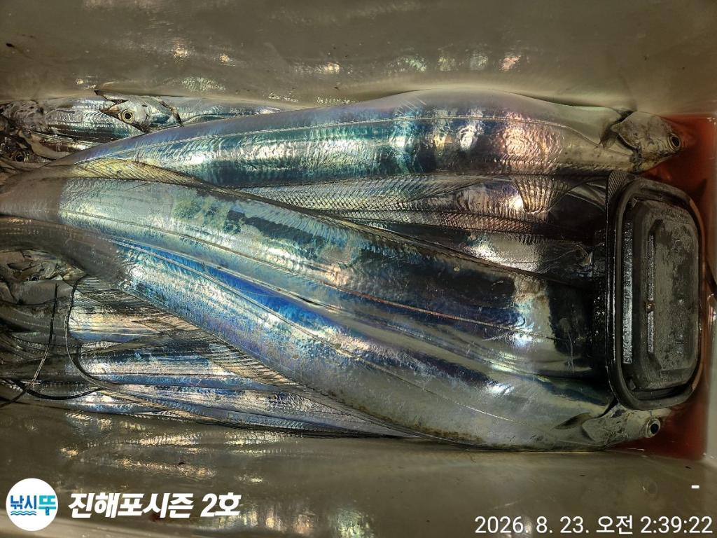 낚시뚜,갈치,진해행암항,진해포시즌 2호,낚시뚜12