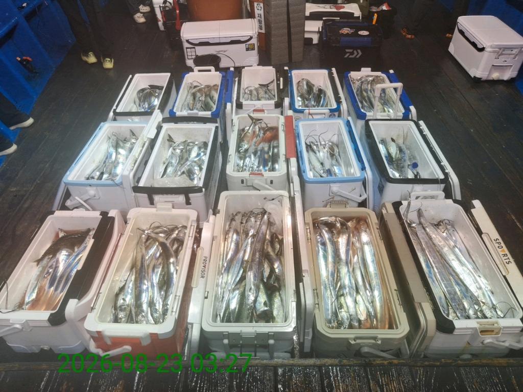 낚시뚜,갈치,삼포항,삼포대교낚시,낚시뚜9