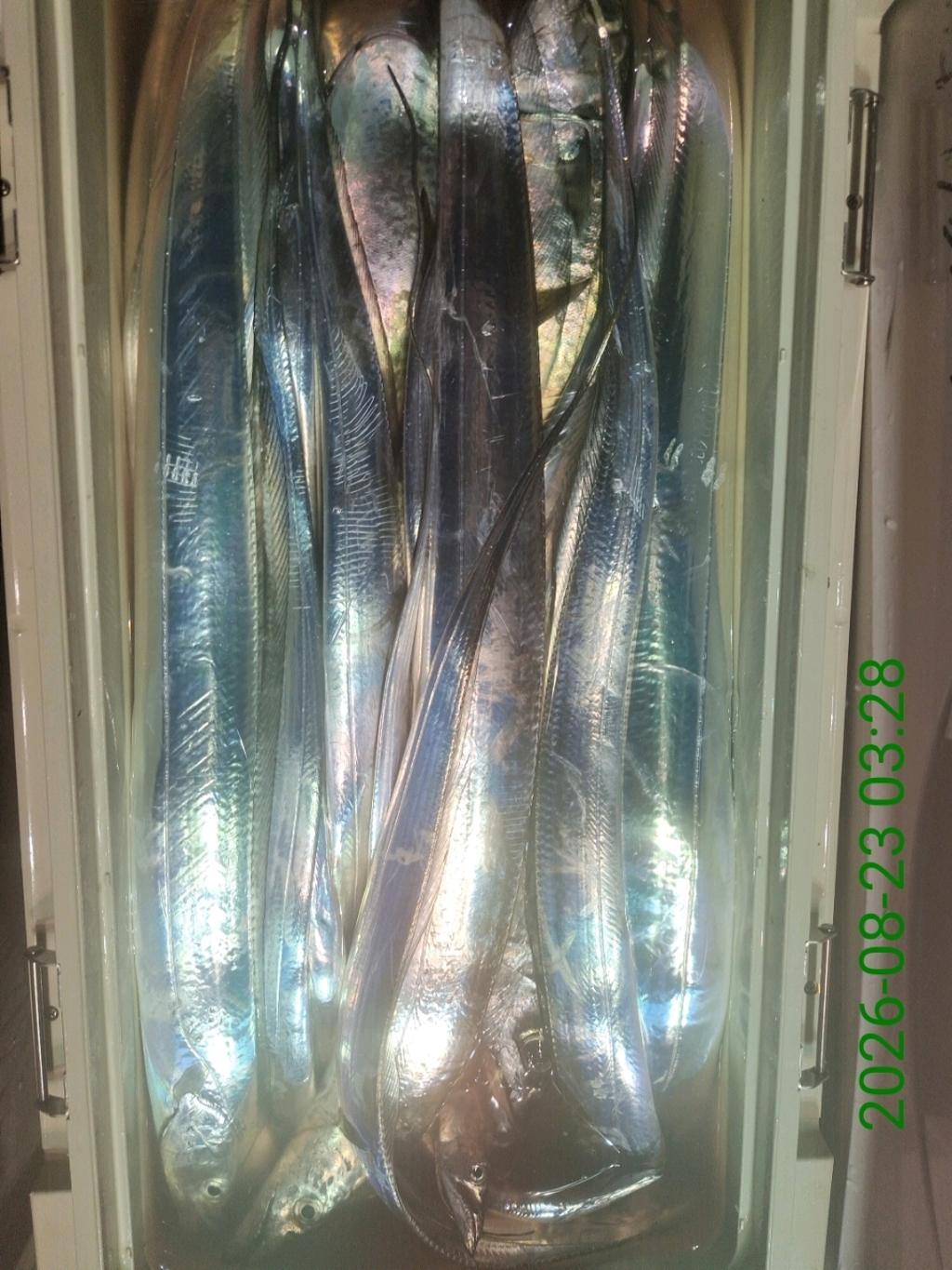 낚시뚜,갈치,삼포항,삼포대교낚시,낚시뚜12