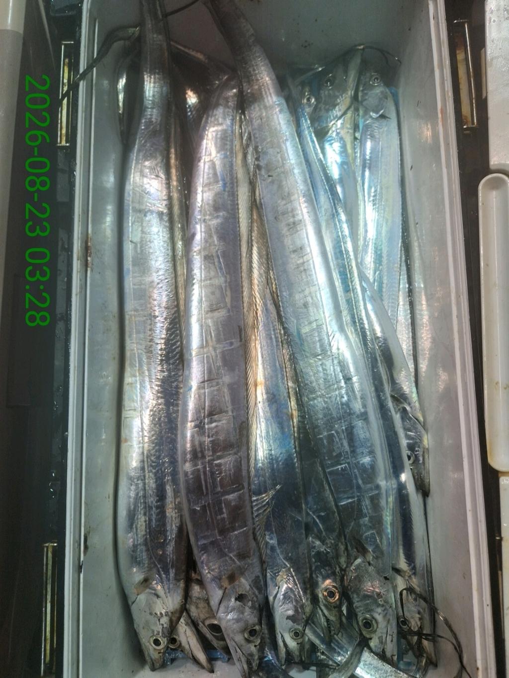 낚시뚜,갈치,삼포항,삼포대교낚시,낚시뚜15