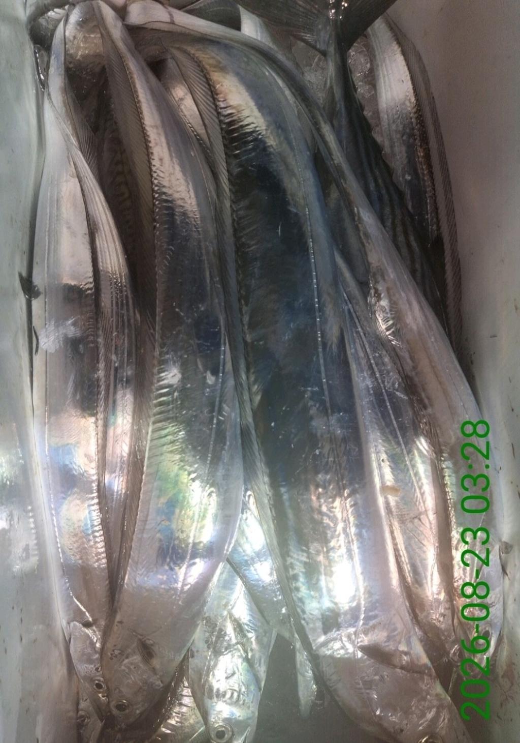 낚시뚜,갈치,삼포항,삼포대교낚시,낚시뚜16