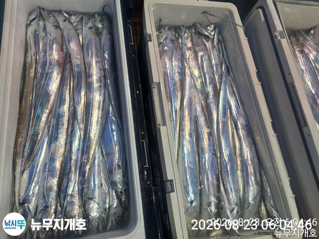 낚시뚜,갈치,통영영운리항,뉴무지개호,낚시뚜10
