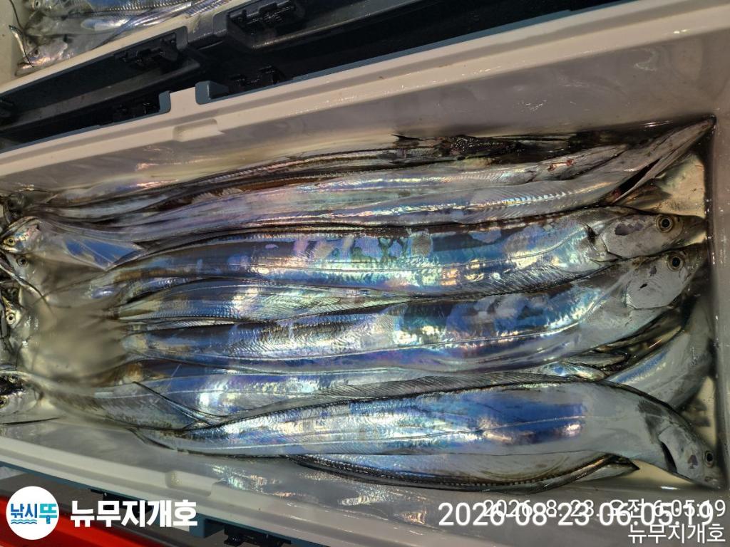 낚시뚜,갈치,통영영운리항,뉴무지개호,낚시뚜5