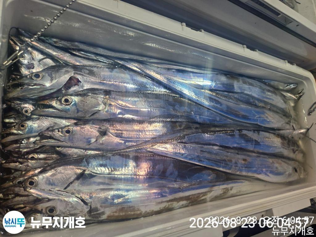 낚시뚜,갈치,통영영운리항,뉴무지개호,낚시뚜3