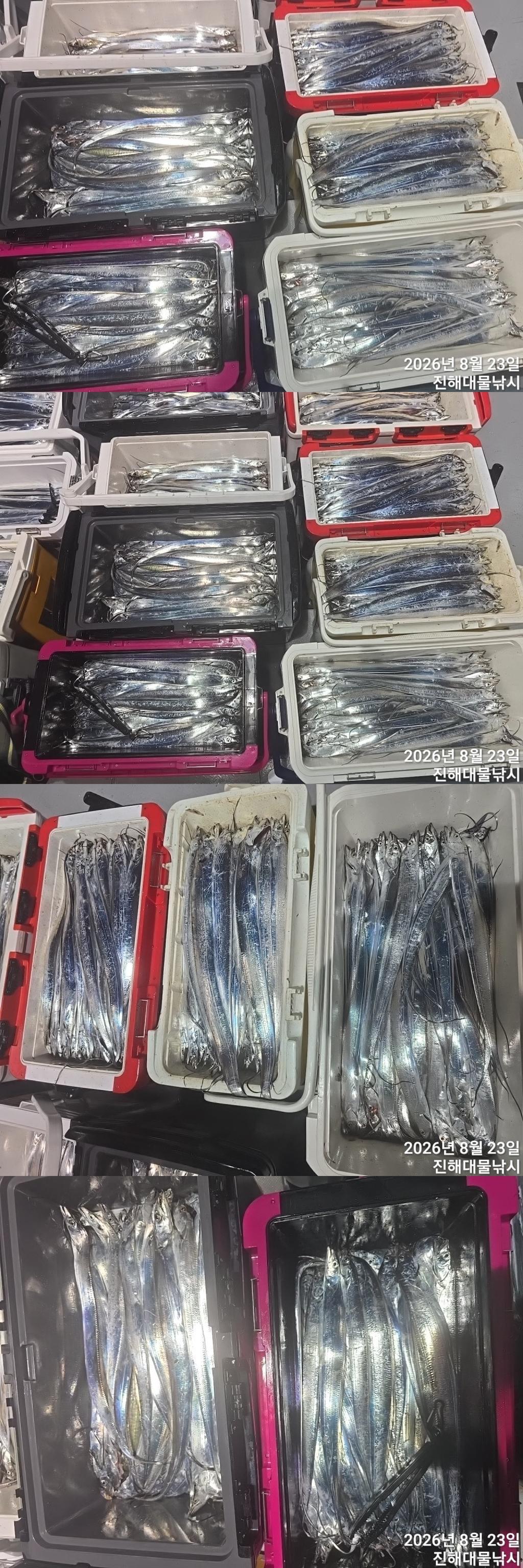 낚시뚜,갈치,진해1부두항,진해대물낚시,낚시뚜5