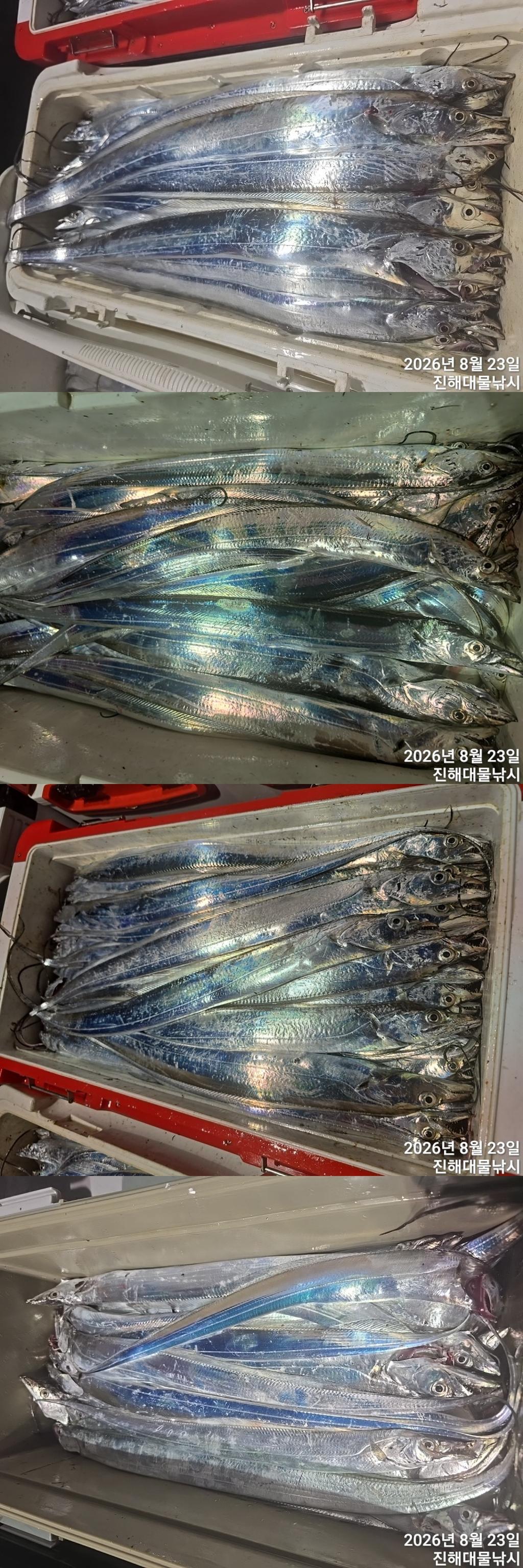 낚시뚜,갈치,진해1부두항,진해대물낚시,낚시뚜7