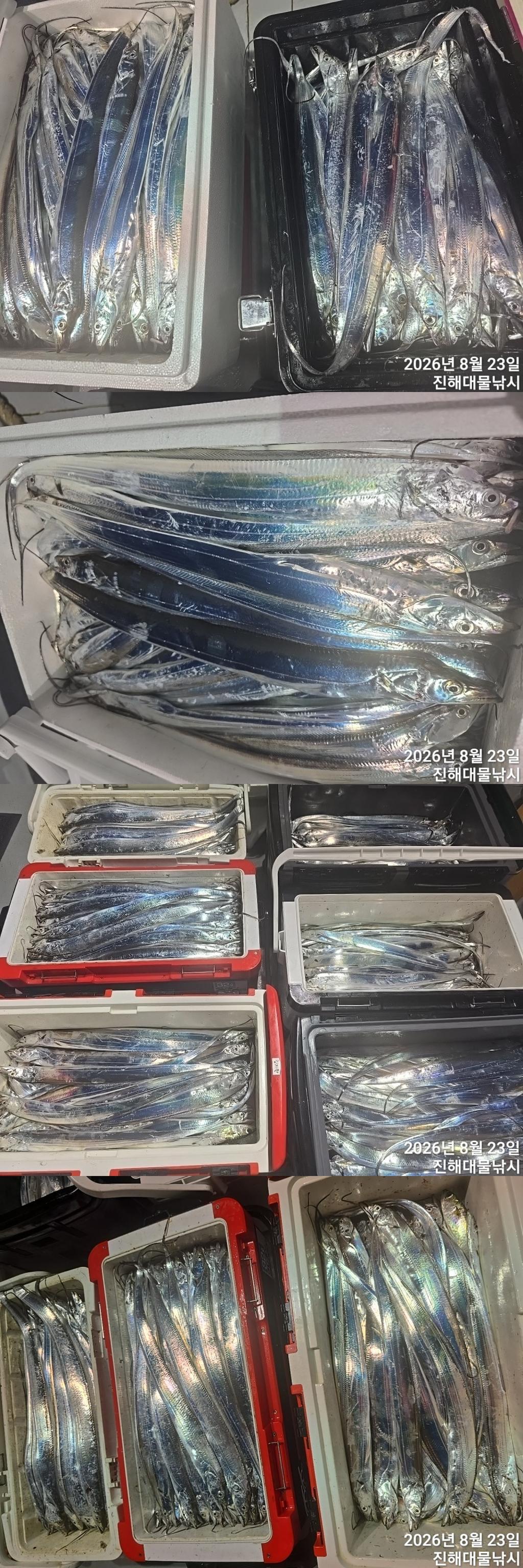 낚시뚜,갈치,진해1부두항,진해대물낚시,낚시뚜8