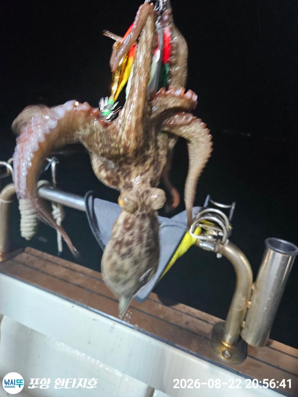 낚시뚜,돌문어,포항 동빈항,포항 환타지호,낚시뚜13