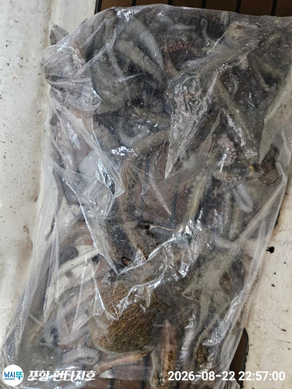 낚시뚜,돌문어,포항 동빈항,포항 환타지호,낚시뚜6
