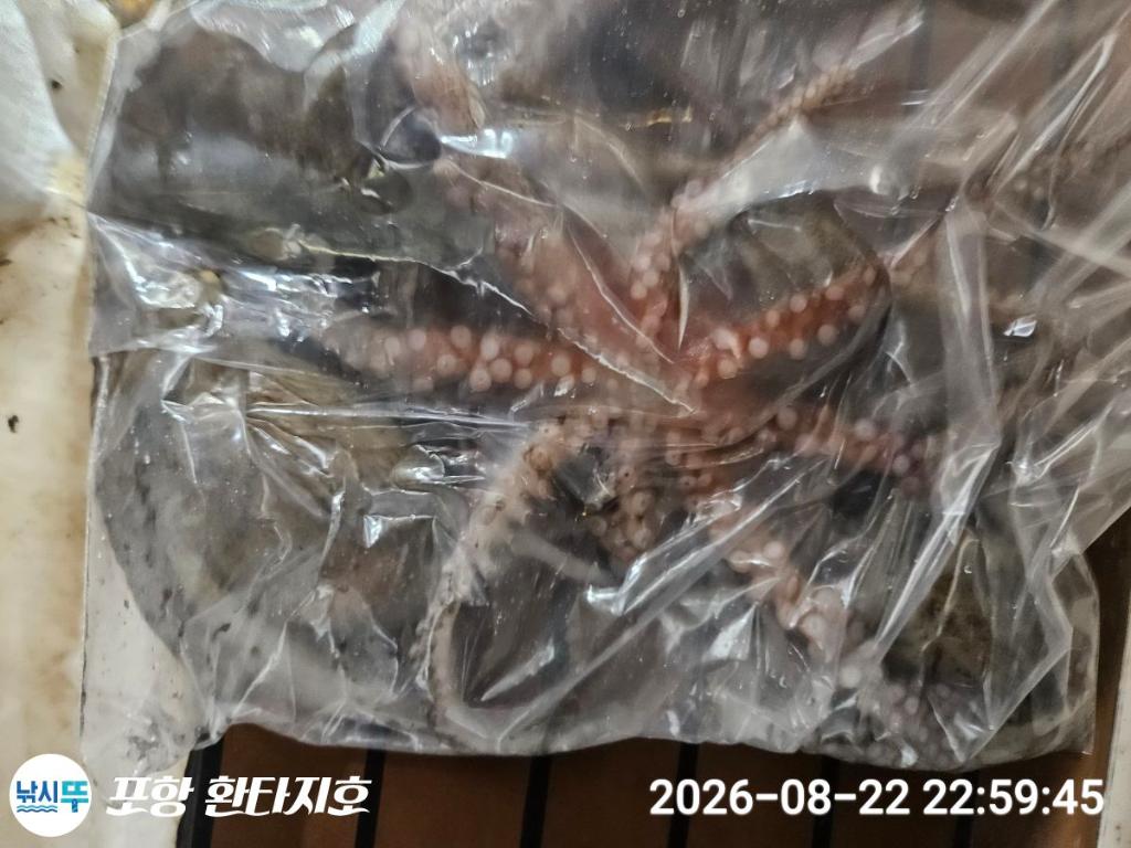 낚시뚜,돌문어,포항 동빈항,포항 환타지호,낚시뚜5
