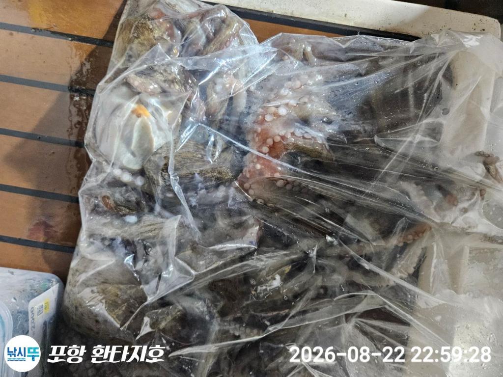 낚시뚜,돌문어,포항 동빈항,포항 환타지호,낚시뚜4