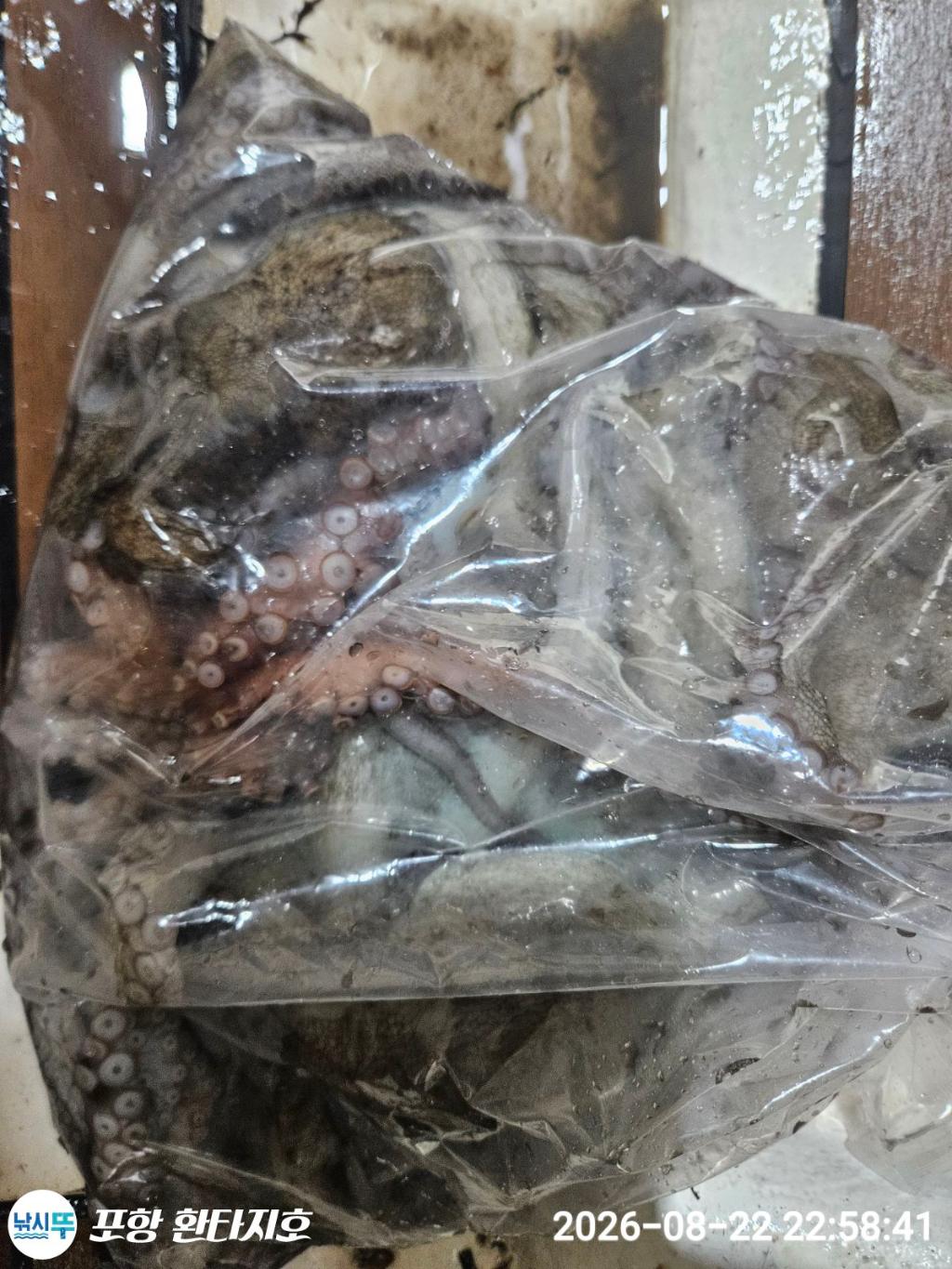 낚시뚜,돌문어,포항 동빈항,포항 환타지호,낚시뚜3