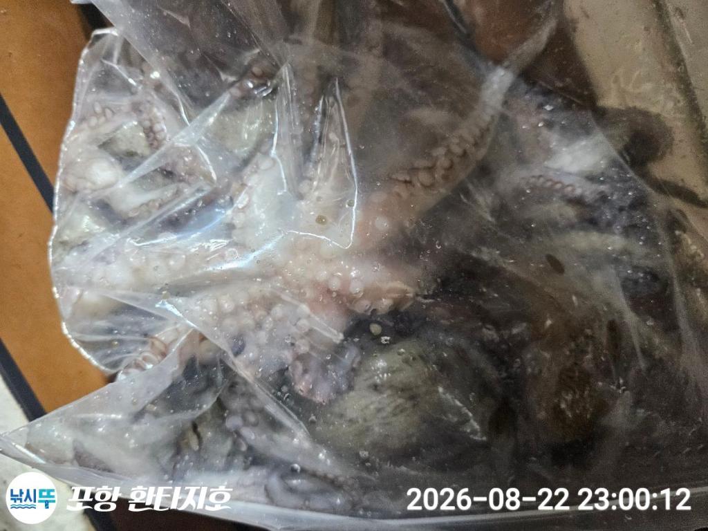 낚시뚜,돌문어,포항 동빈항,포항 환타지호,낚시뚜2