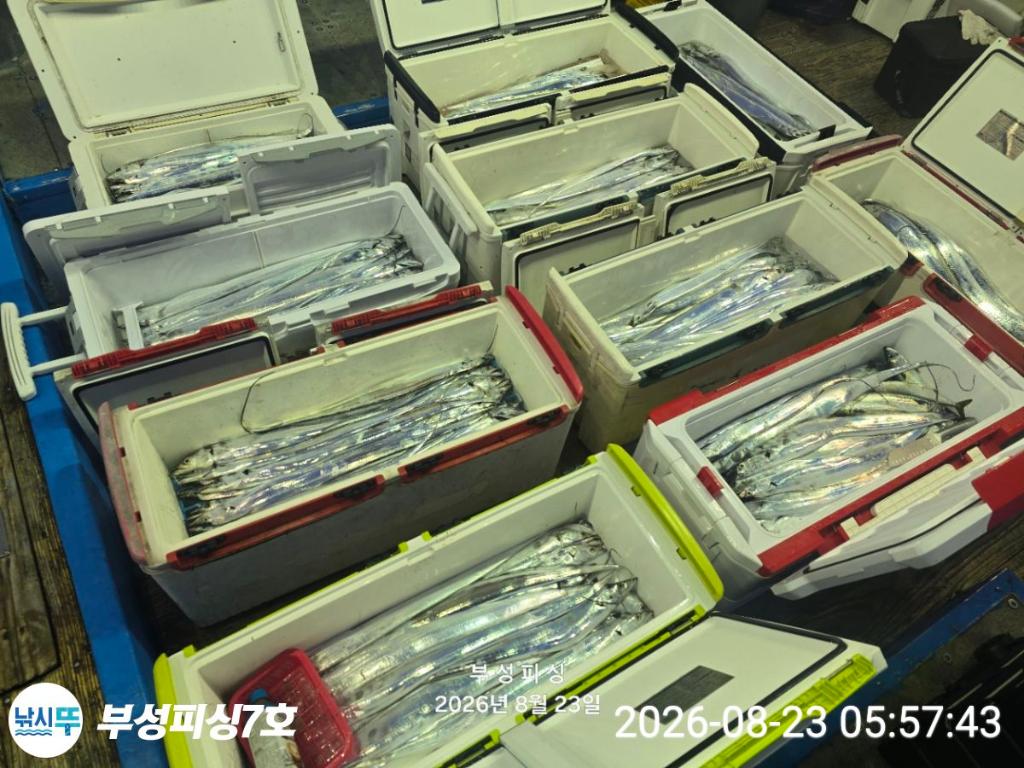 낚시뚜,갈치,통영영운리항,부성피싱7호,낚시뚜17