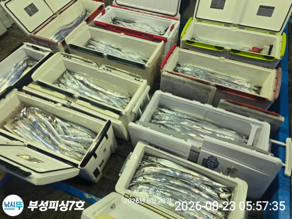 낚시뚜,갈치,통영영운리항,부성피싱7호,낚시뚜16