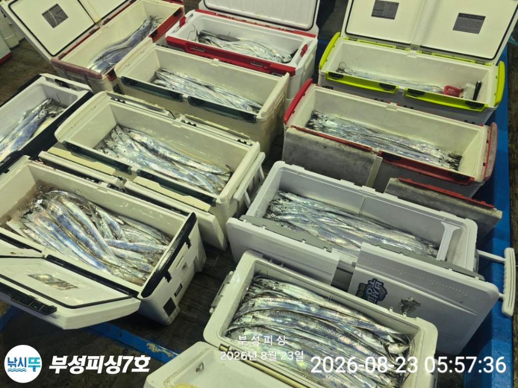 낚시뚜,갈치,통영영운리항,부성피싱7호,낚시뚜15