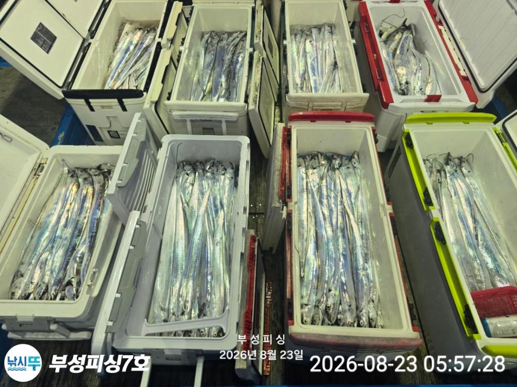 낚시뚜,갈치,통영영운리항,부성피싱7호,낚시뚜14