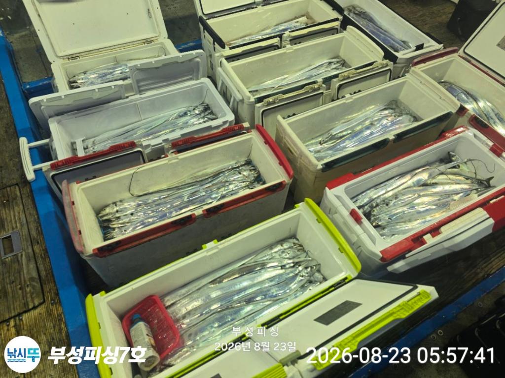낚시뚜,갈치,통영영운리항,부성피싱7호,낚시뚜12