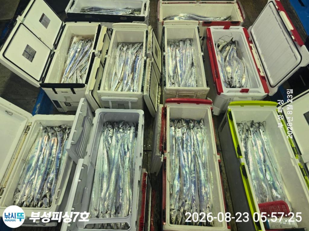 낚시뚜,갈치,통영영운리항,부성피싱7호,낚시뚜13