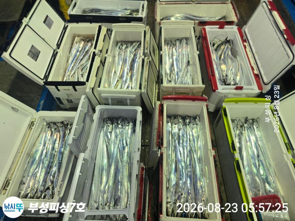 낚시뚜,갈치,통영영운리항,부성피싱7호,낚시뚜11