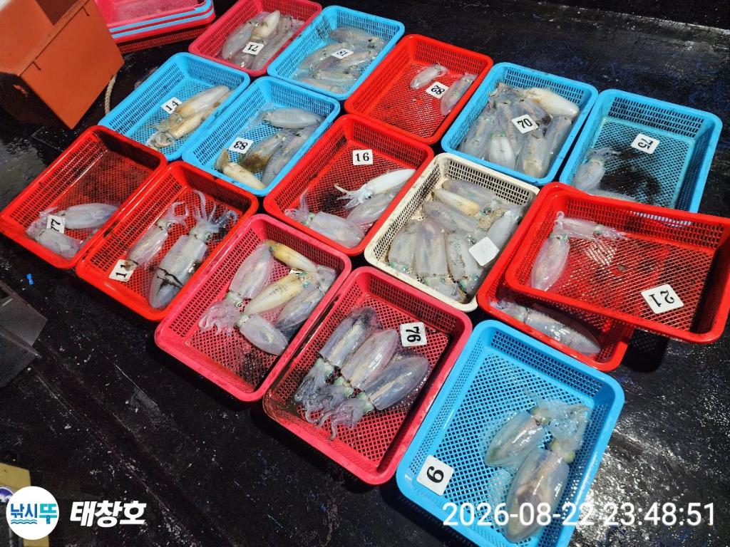 낚시뚜,무늬오징어,영일만항,태창호,낚시뚜0
