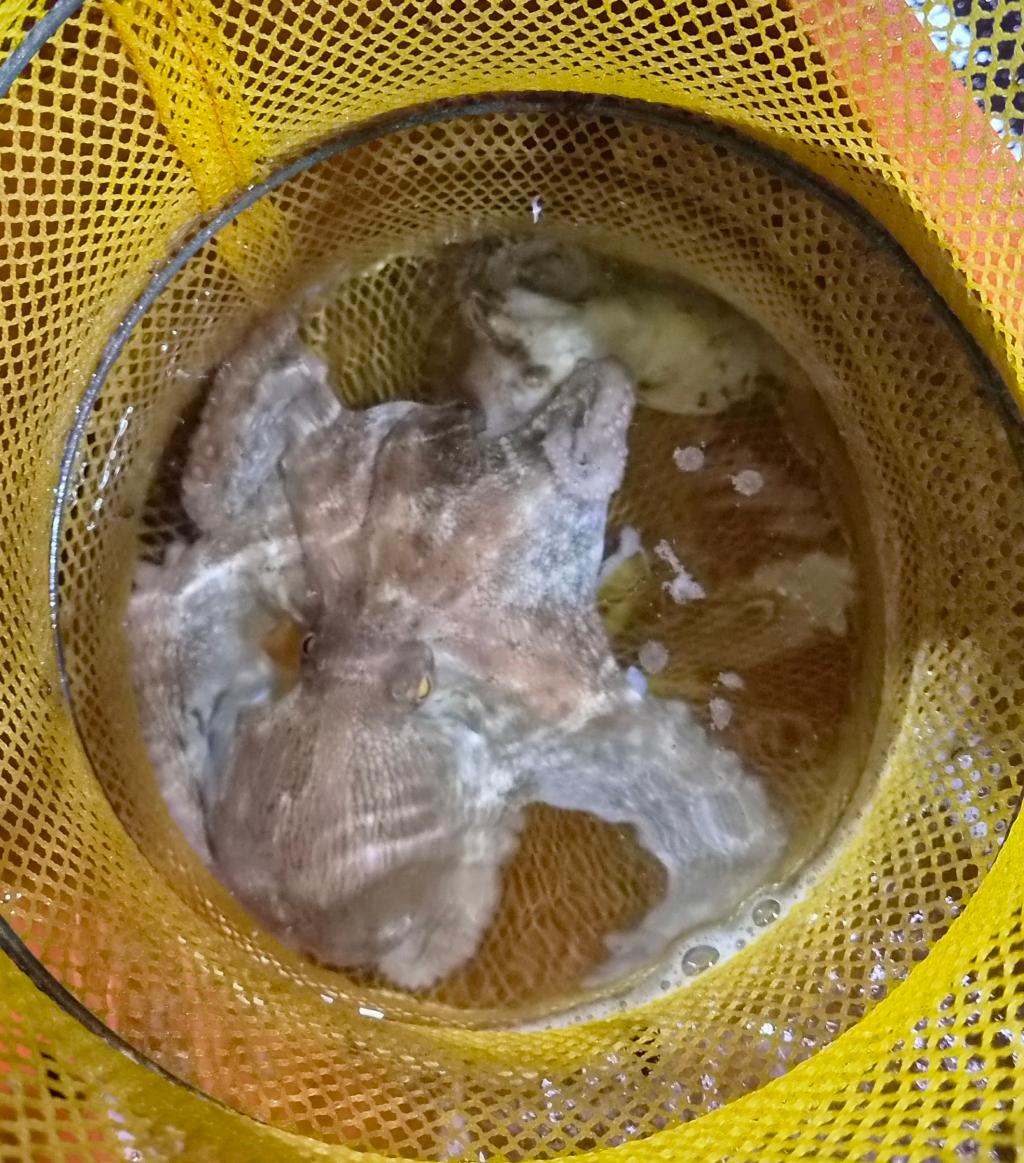 낚시뚜,돌문어,포항여남항,포항포시즌호,낚시뚜33
