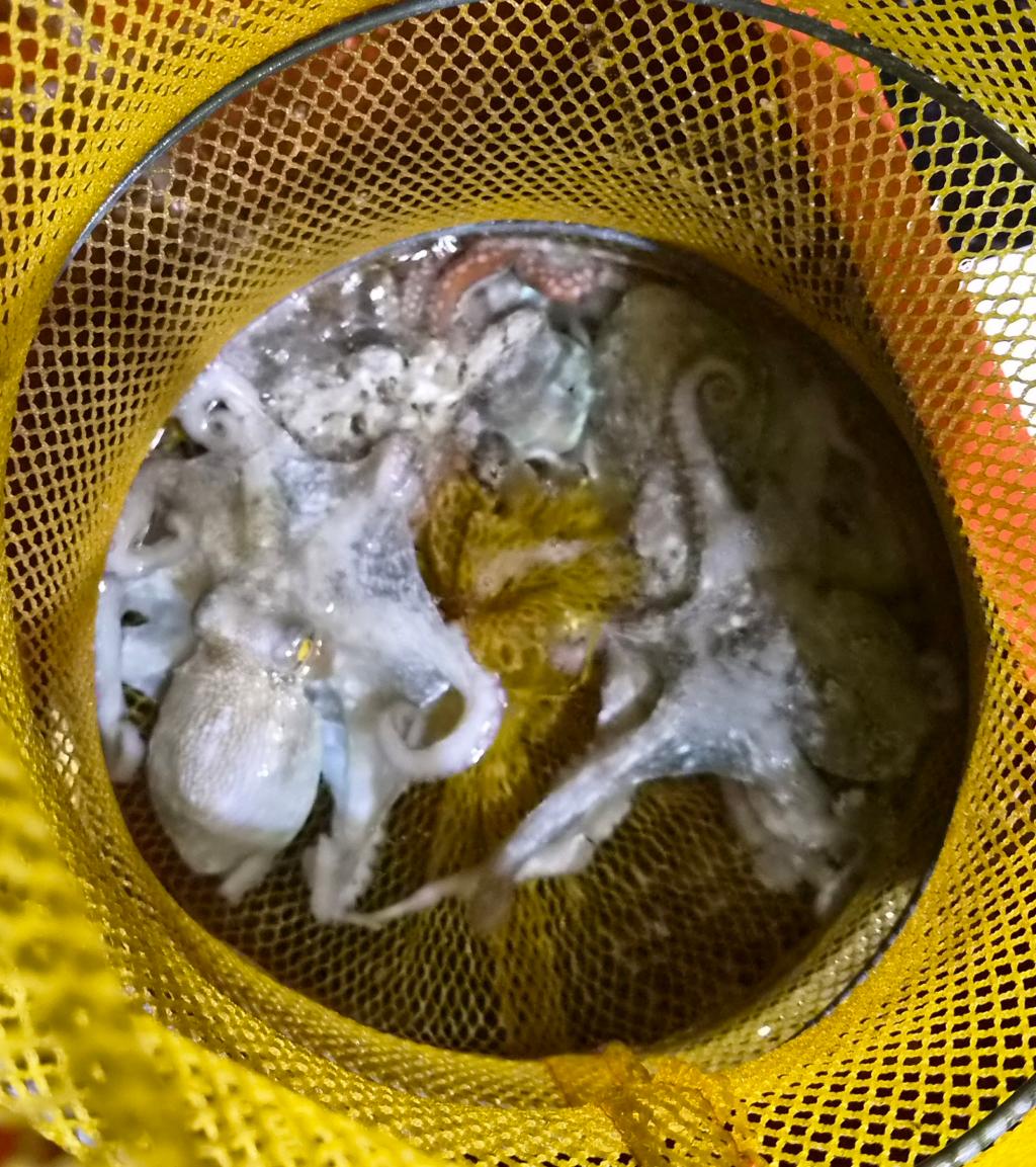낚시뚜,돌문어,포항여남항,포항포시즌호,낚시뚜31