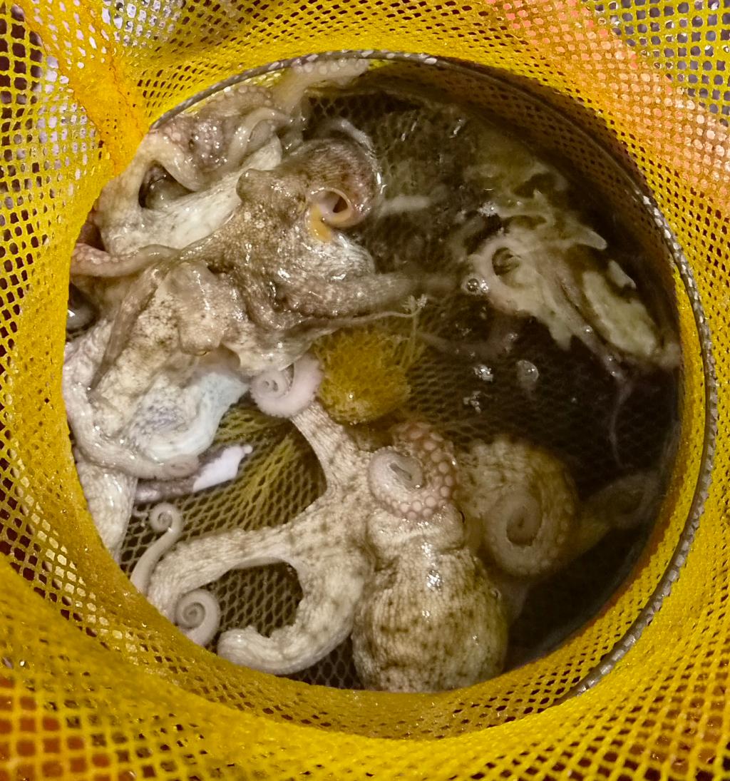 낚시뚜,돌문어,포항여남항,포항포시즌호,낚시뚜30