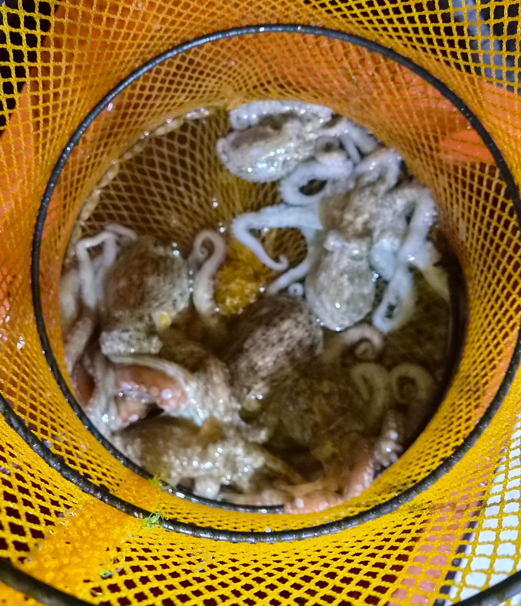 낚시뚜,돌문어,포항여남항,포항포시즌호,낚시뚜29