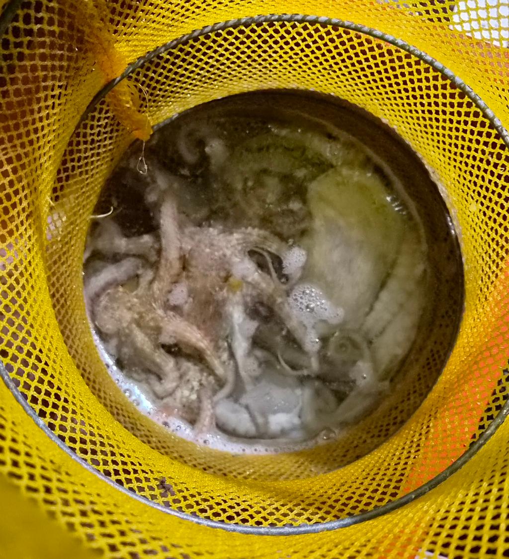 낚시뚜,돌문어,포항여남항,포항포시즌호,낚시뚜28