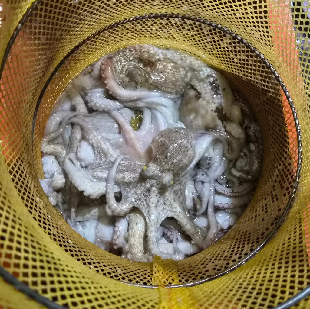 낚시뚜,돌문어,포항여남항,포항포시즌호,낚시뚜27