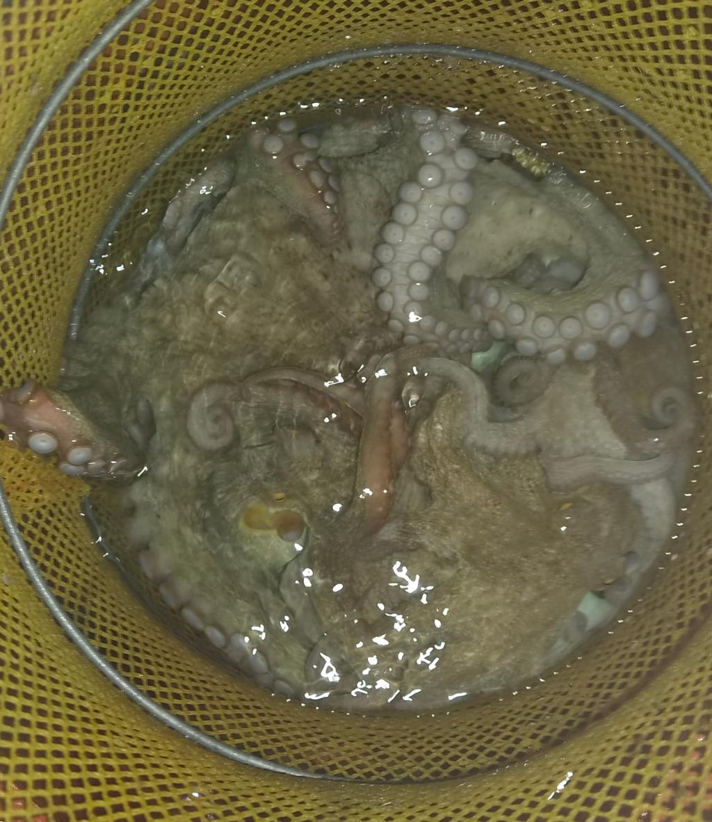 낚시뚜,돌문어,포항여남항,포항포시즌호,낚시뚜26
