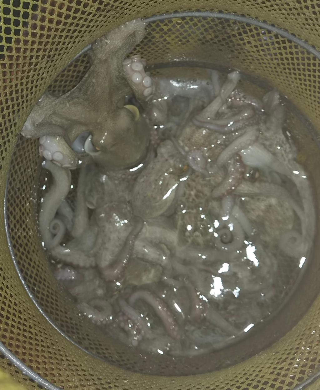 낚시뚜,돌문어,포항여남항,포항포시즌호,낚시뚜25
