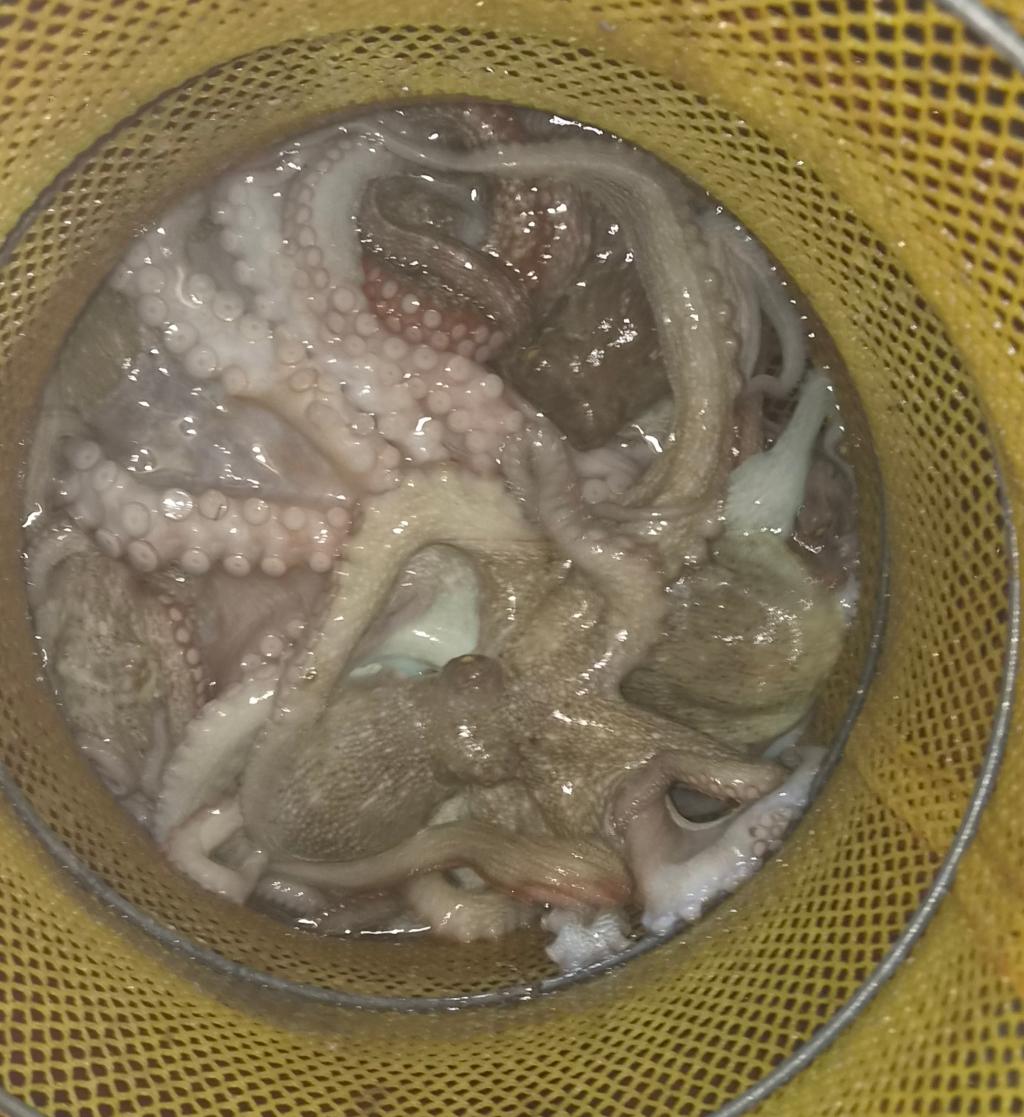낚시뚜,돌문어,포항여남항,포항포시즌호,낚시뚜24