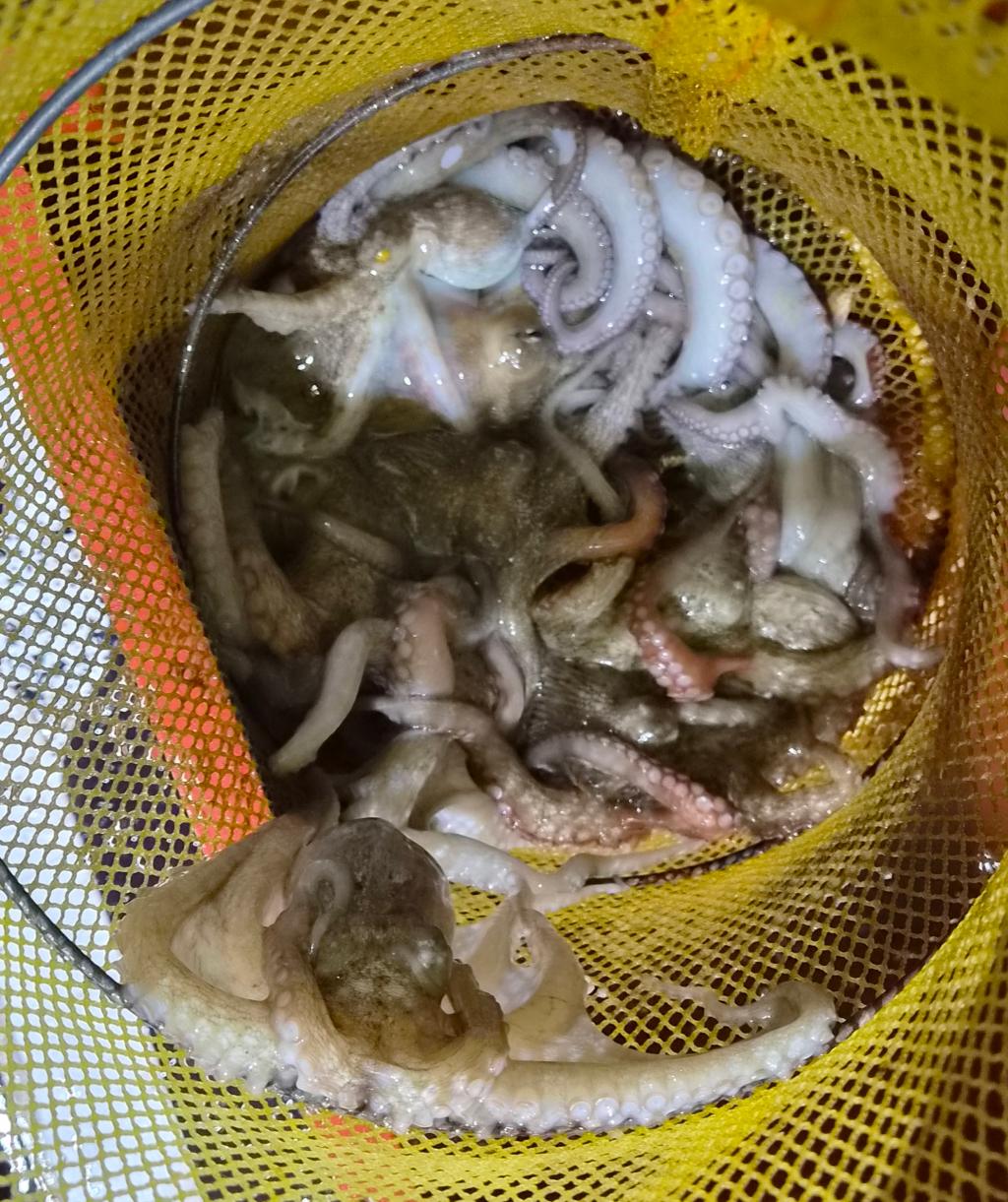 낚시뚜,돌문어,포항여남항,포항포시즌호,낚시뚜23
