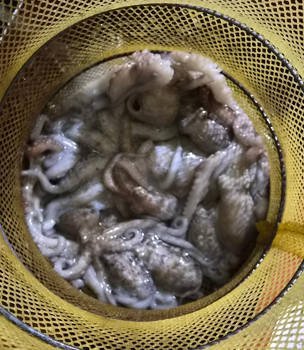 낚시뚜,돌문어,포항여남항,포항포시즌호,낚시뚜22