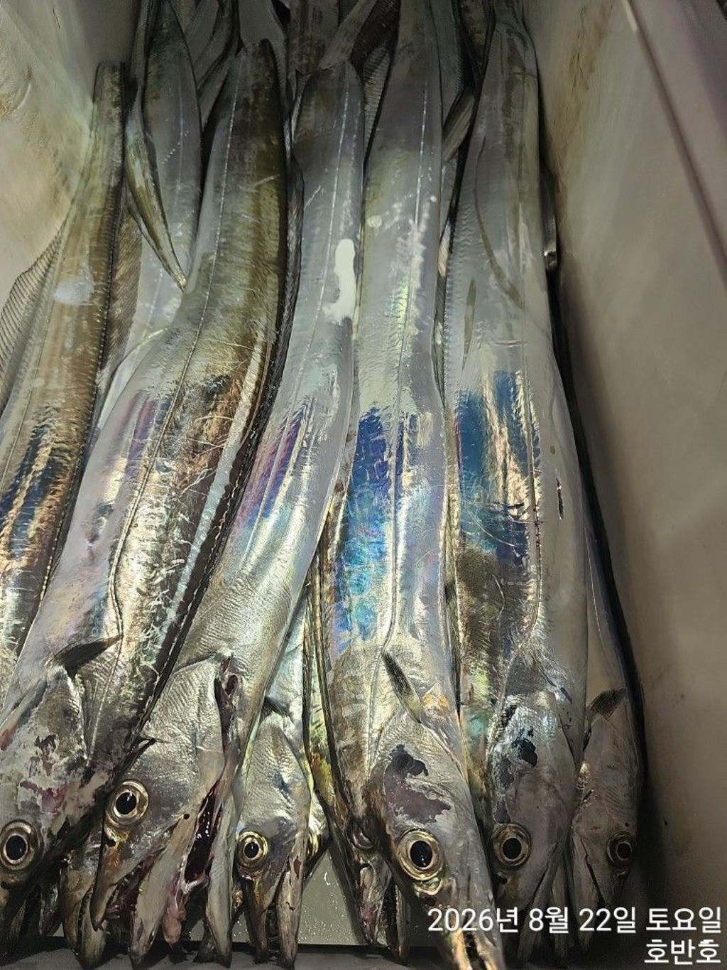 낚시뚜,갈치,통영 신전항,통영호반호,낚시뚜28