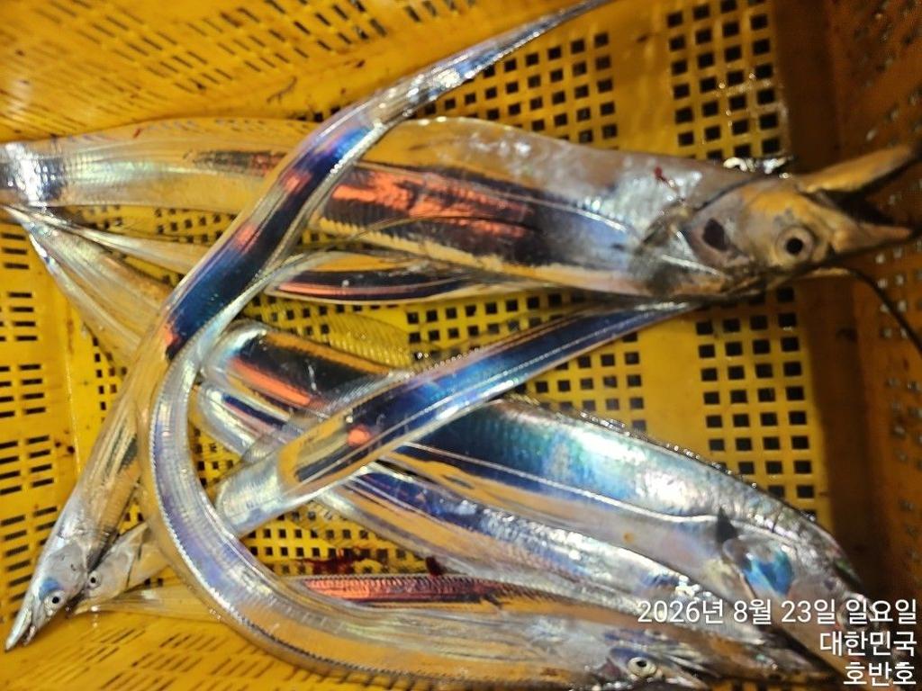 낚시뚜,갈치,통영 신전항,통영호반호,낚시뚜27