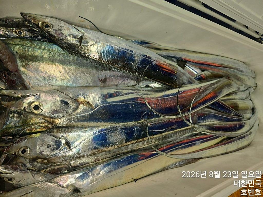낚시뚜,갈치,통영 신전항,통영호반호,낚시뚜26