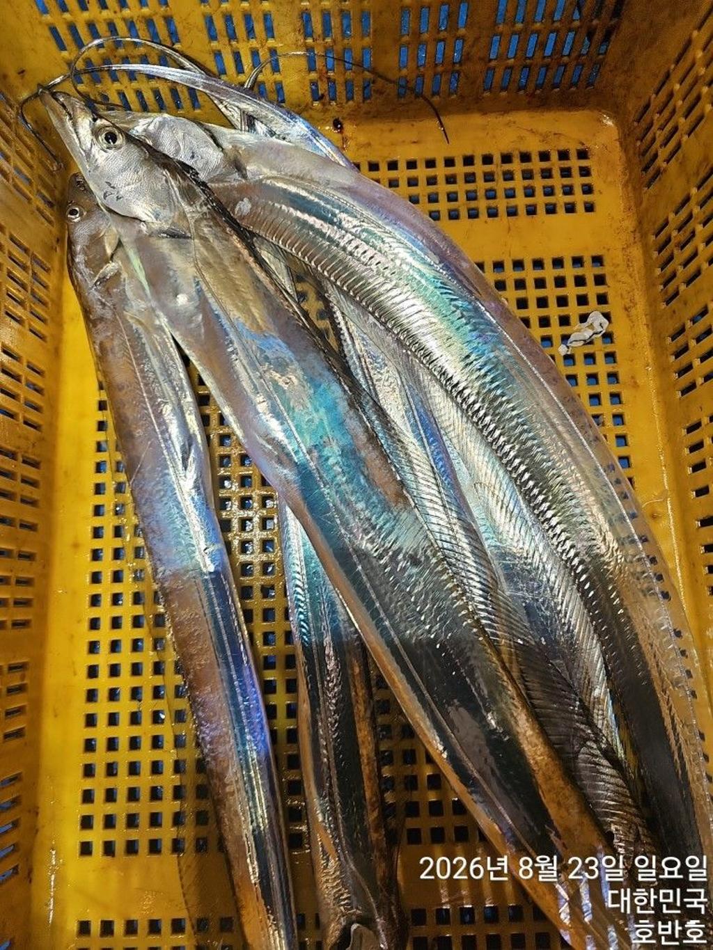 낚시뚜,갈치,통영 신전항,통영호반호,낚시뚜25