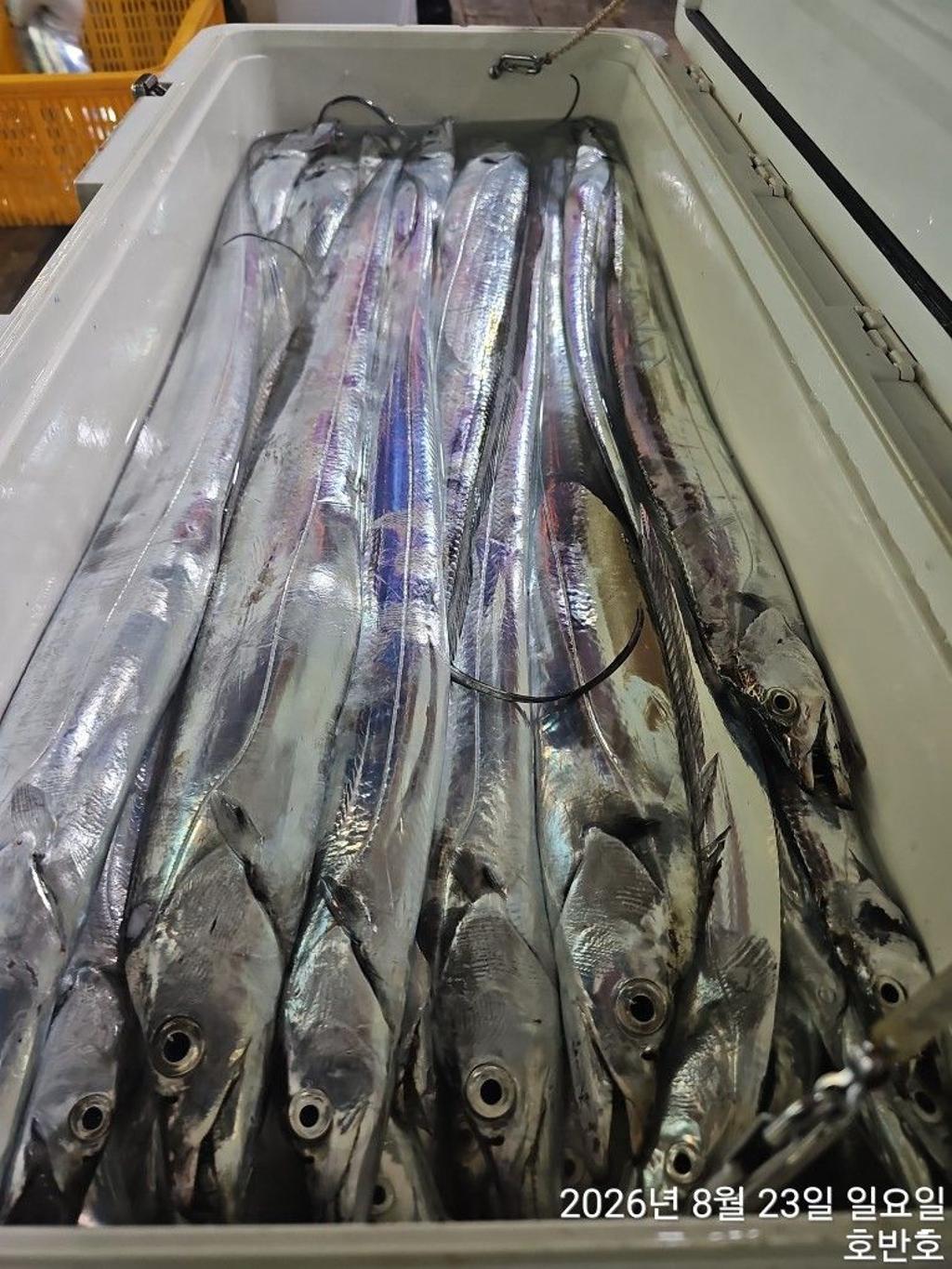 낚시뚜,갈치,통영 신전항,통영호반호,낚시뚜24