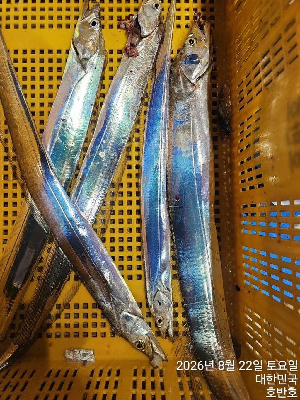 낚시뚜,갈치,통영 신전항,통영호반호,낚시뚜14