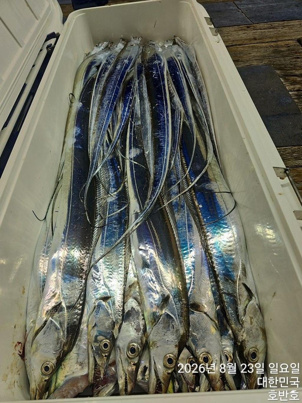 낚시뚜,갈치,통영 신전항,통영호반호,낚시뚜2