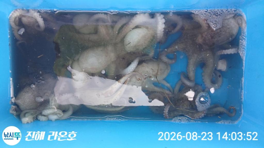 낚시뚜,돌문어,삼포항,진해 라온호,낚시뚜0