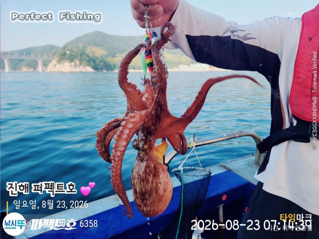 낚시뚜,돌문어,진해 수치마을 방파제,퍼펙트호,낚시뚜21