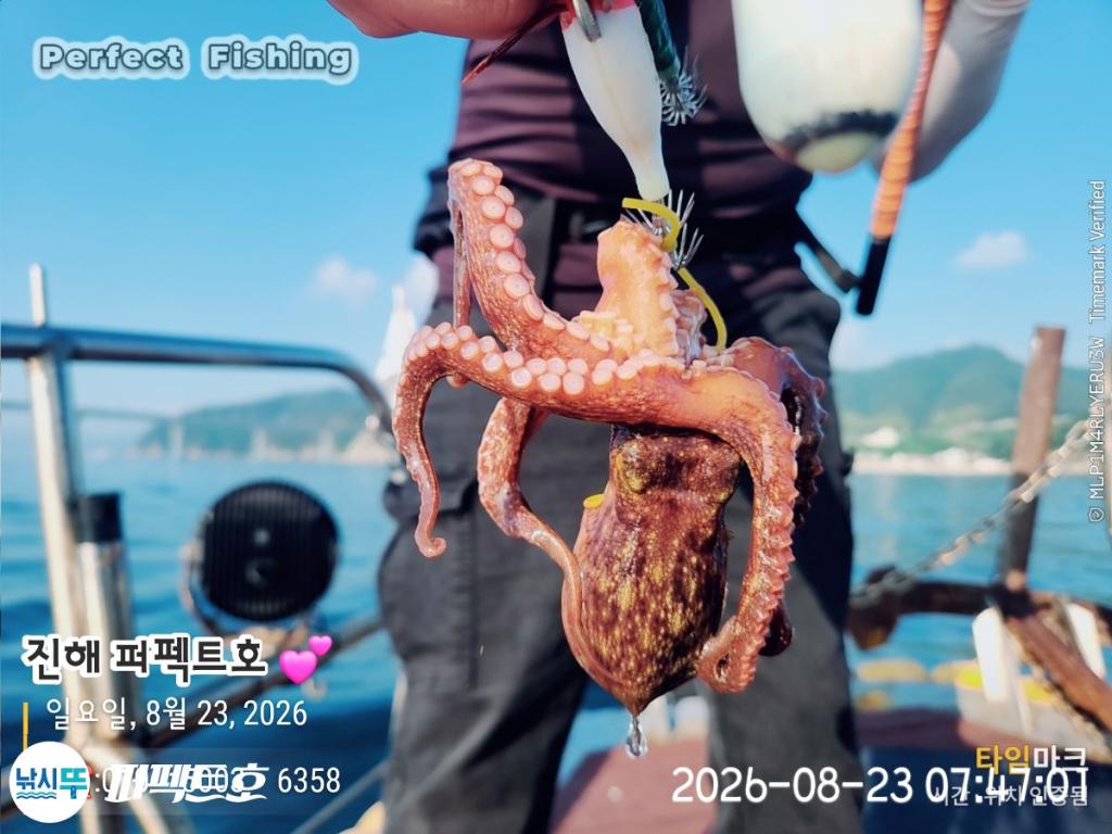 낚시뚜,돌문어,진해 수치마을 방파제,퍼펙트호,낚시뚜16